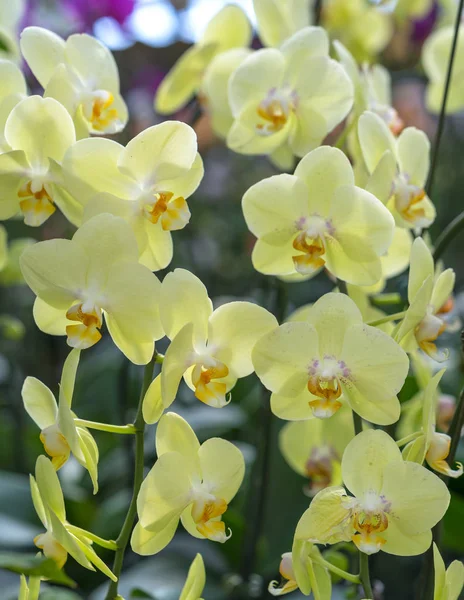 Phalaenopsis Orchideje Květiny Kvést Jaře Zdobí Krásu Přírody — Stock fotografie