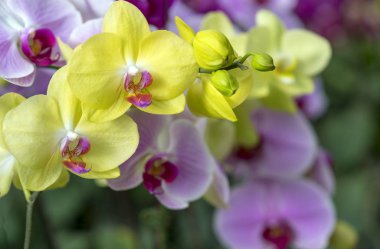Phalaenopsis orkideleri baharda çiçek açar doğanın güzelliğini süsler.. 
