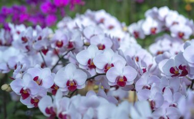 Phalaenopsis orkideleri baharda çiçek açar doğanın güzelliğini süsler.. 