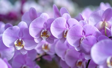 Phalaenopsis orkideleri baharda çiçek açar doğanın güzelliğini süsler.. 