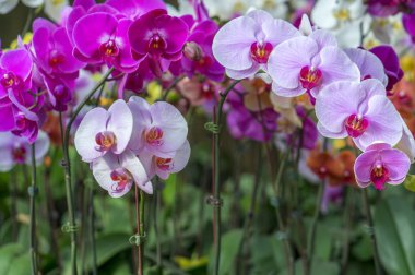 Phalaenopsis orkideleri baharda çiçek açar doğanın güzelliğini süsler.. 