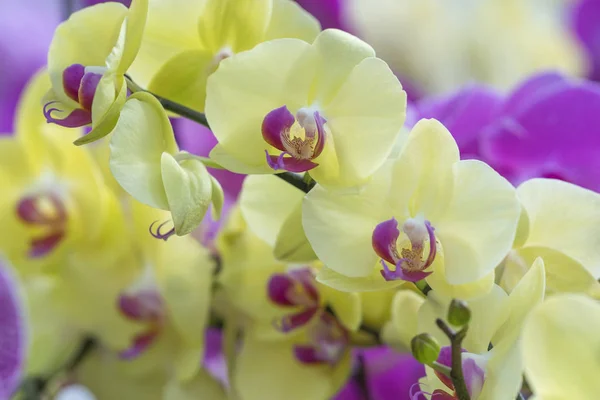 Phalaenopsis Orchideák Virágzik Tavasszal Díszítik Természet Szépségét — Stock Fotó