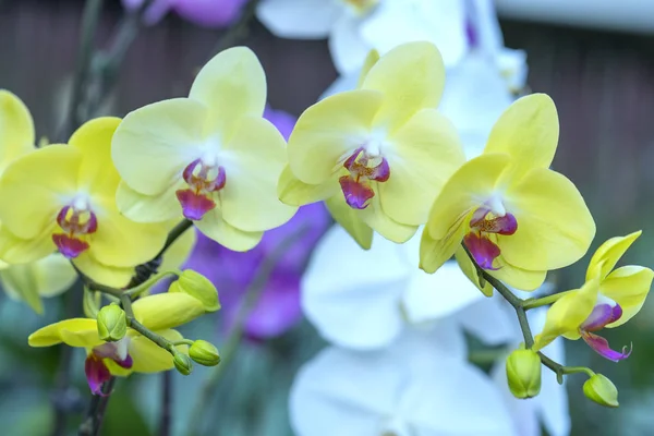 Flores Orquídeas Phalaenopsis Florescem Primavera Adornam Beleza Natureza — Fotografia de Stock