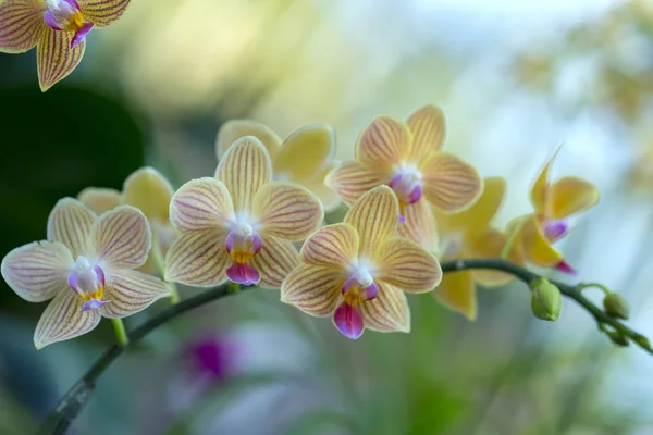 Phalaenopsis Orchideeën Bloemen Bloeien Het Voorjaar Sieren Schoonheid Van Natuur — Stockfoto