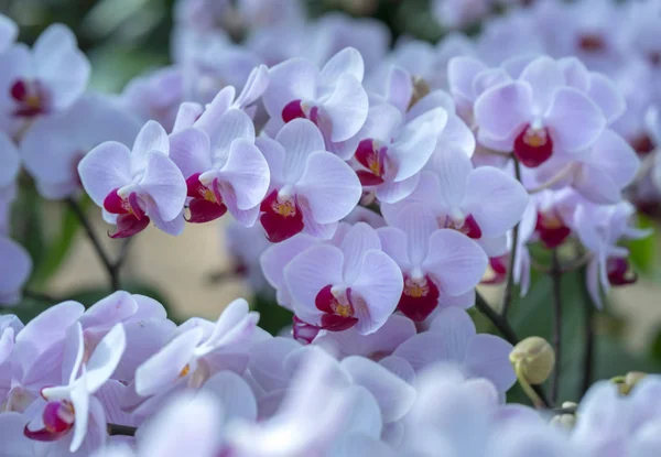 Phalaenopsis Orchideeën Bloemen Bloeien Het Voorjaar Sieren Schoonheid Van Natuur — Stockfoto