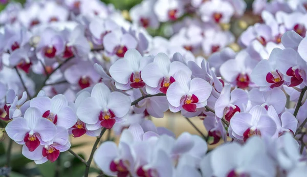 Phalaenopsis Orchideeën Bloemen Bloeien Het Voorjaar Sieren Schoonheid Van Natuur — Stockfoto