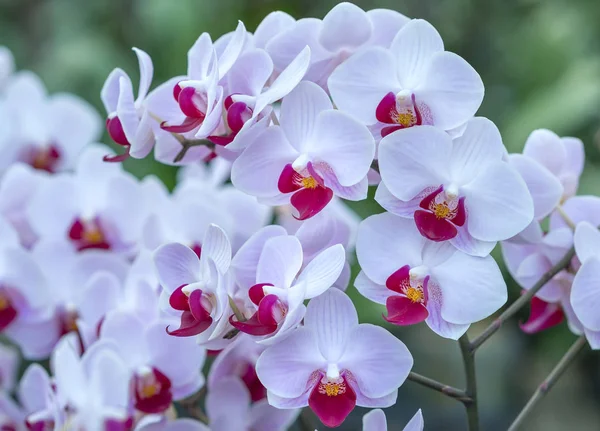 Les Fleurs Orchidées Phalaenopsis Fleurissent Printemps Ornent Beauté Nature — Photo