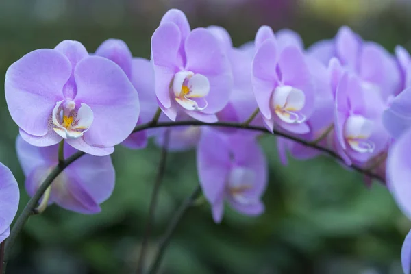 Phalaenopsis Orchideeën Bloemen Bloeien Het Voorjaar Sieren Schoonheid Van Natuur — Stockfoto