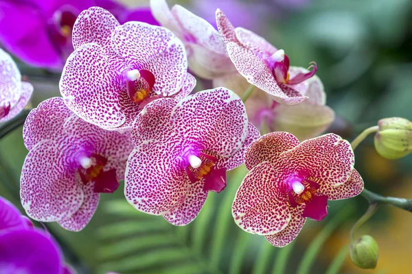 Phalaenopsis Flores Orquídeas Florecen Primavera Adornan Belleza Naturaleza —  Fotos de Stock