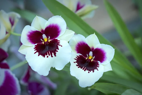 Mintonia Orkidéer Blommor Blomma Våren Pryder Naturens Skönhet — Stockfoto