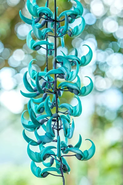 Strongylodon Macrobotrys Jade Vine Bloom Beautiful Tiger Nails Garden Come — Stock Photo, Image