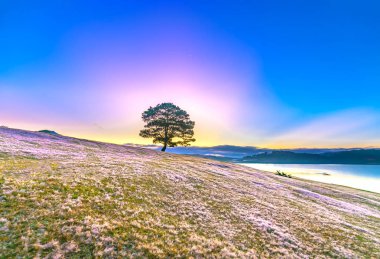 Magical snow grass hill and pine tree dawn when the sun rays clouds shine in the sky, grass is covered with a mist like white snow after a long night. This species appears only when winter changes in Da Lat, Vietnam