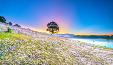 Magical snow grass hill and pine tree dawn when the sun rays clouds shine in the sky, grass is covered with a mist like white snow after a long night. This species appears only when winter changes in Da Lat, Vietnam
