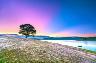 Magical snow grass hill and pine tree dawn when the sun rays clouds shine in the sky, grass is covered with a mist like white snow after a long night. This species appears only when winter changes in Da Lat, Vietnam