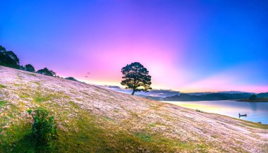 Magical snow grass hill and pine tree dawn when the sun rays clouds shine in the sky, grass is covered with a mist like white snow after a long night. This species appears only when winter changes in Da Lat, Vietnam