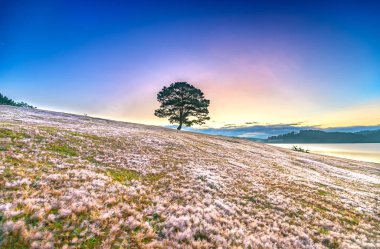 Magical snow grass hill and pine tree dawn when the sun rays clouds shine in the sky, grass is covered with a mist like white snow after a long night. This species appears only when winter changes in Da Lat, Vietnam