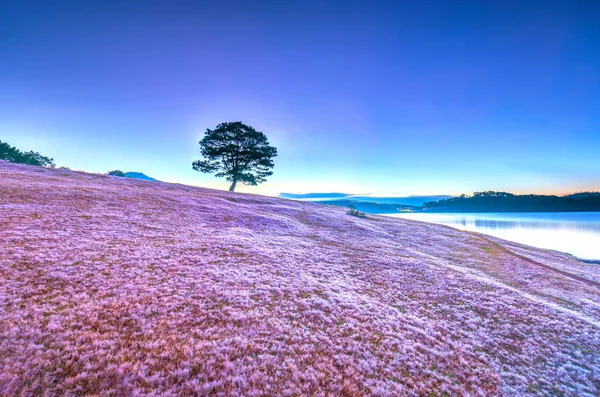 Волшебный Снежный Травяной Холм Сосна Рассвет Солнце Лучи Облака Сияют — стоковое фото