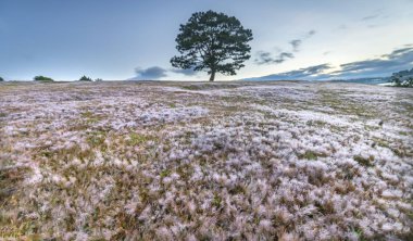 Ne zaman güneş, çim uzun bir geceden sonra beyaz kar gibi bir sis ile kaplıdır değil sihirli kar çim hill ve çam ağacı şafak. Sadece kış Da Lat, Vietnam değiştiğinde bu tür görünür