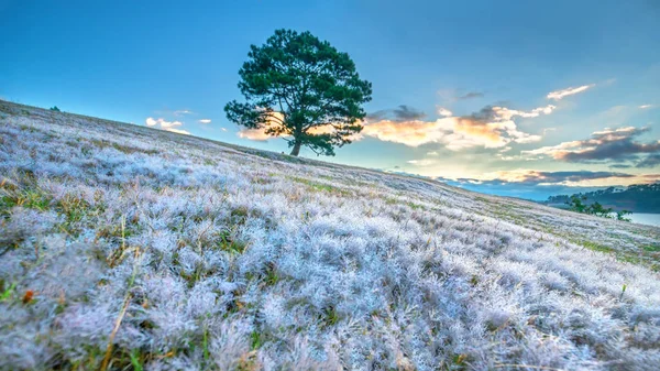 Μαγικό Χιόνι Χλόης Hill Και Πεύκο Δέντρο Αυγή Όταν Ήλιος — Φωτογραφία Αρχείου
