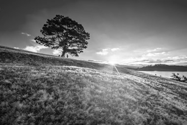 Büyülü kar çim ve çam ağacı şafak güneş otların arasına gizemli ışınları aydınlatınca parlayan çiy ile kaplı. Yeni gün hoş geldiniz sahne burada görmek çok güzel