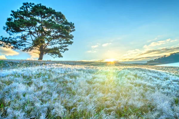 Μαγικό Χιόνι Γκαζόν Και Πεύκα Αυγή Δέντρο Όταν Ήλιος Λάμπει — Φωτογραφία Αρχείου