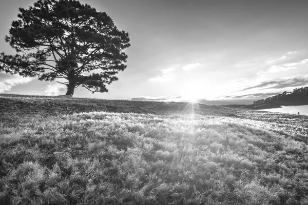 Magisk Snö Gräs Och Pine Tree Gryningen När Solen Skiner — Stockfoto