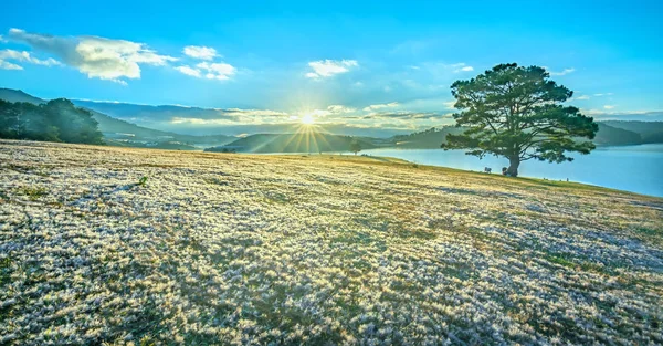 Magicznych Śniegu Trawy Sosna Drzewo Świtu Kiedy Świeci Słońce Tajemniczy — Zdjęcie stockowe