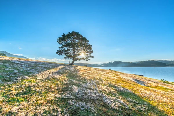 Magicznych Śniegu Trawy Sosna Drzewo Świtu Kiedy Świeci Słońce Tajemniczy — Zdjęcie stockowe