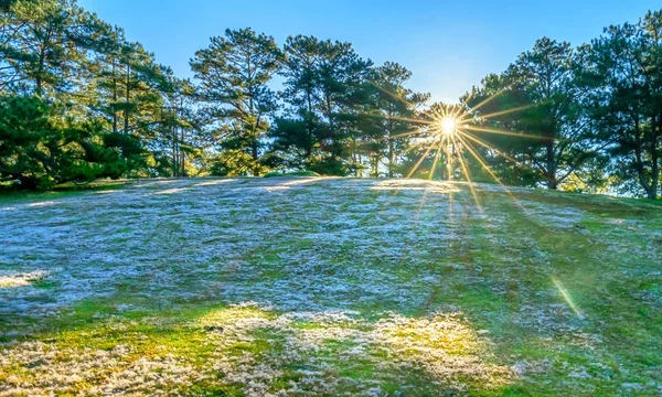 Μαγικό Χιόνι Γκαζόν Και Πεύκα Αυγή Δέντρο Όταν Ήλιος Λάμπει — Φωτογραφία Αρχείου