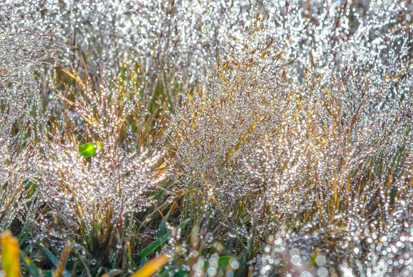 太陽の下で輝く雪を作成する草の種子に露の美しい朝のクローズ アップ ピンクの草 — ストック写真