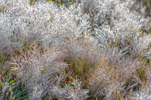Close Pink Grass Morning Dew Grass Seeds Create Snow Sparkling — Stock Photo, Image