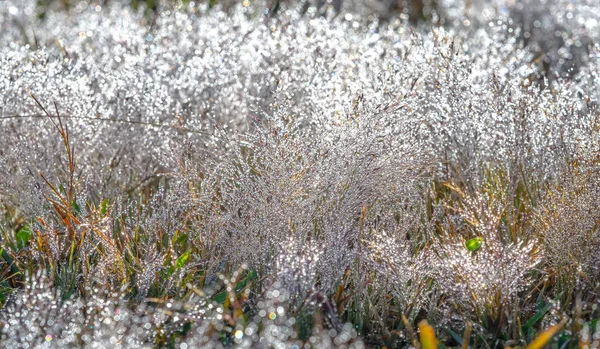 Close Pink Grass Morning Dew Grass Seeds Create Snow Sparkling — Stock Photo, Image