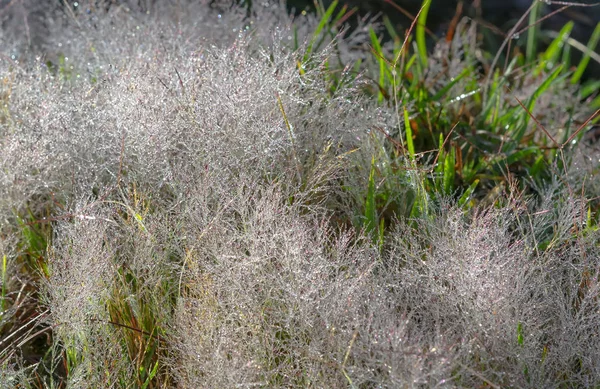 Stäng Upp Rosa Gräs Morgonen När Dagg Gräset Frön Att — Stockfoto