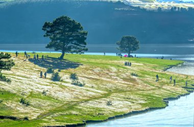 Panoramik manzaralı güzel gökyüzü ve huzurlu kış sabahları yayla kırsal alanda otlayan inekler pembe çim ve çam ağaçlarıyla.
