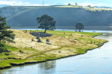 Panoramik manzaralı güzel gökyüzü ve huzurlu kış sabahları yayla kırsal alanda otlayan inekler pembe çim ve çam ağaçlarıyla.