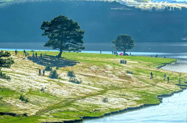 Panoramik manzaralı güzel gökyüzü ve huzurlu kış sabahları yayla kırsal alanda otlayan inekler pembe çim ve çam ağaçlarıyla.