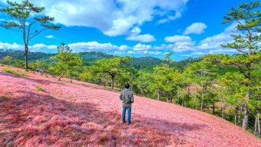 Fotoğrafçı pembe çim hill bir güneşli bahar sabahı izlerken durdu. Da Lat onu yeni topraklar keşfetmek için yaptığı yolculuk sırasında çekmek için yerdir
