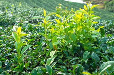 Tea leaves rise in the early sun with green buds, they are used as anti-aging drinks for humans