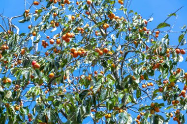 Hasatta Ağaç Dalı Üzerine Organik Hurmak Meyvesi. Onlar insan sağlığı için iyi tatlı besleyici meyveler vardır