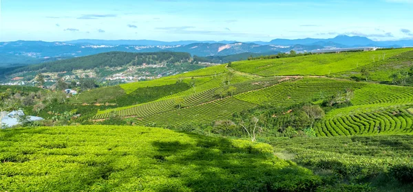 Green Tea Hill Highlands Morning Tea Plantation Existed Hundred Years — Stock Photo, Image