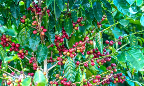 Albero Caffè Raccolta Con Sacco Semi Maturi Sui Rami Questa — Foto Stock