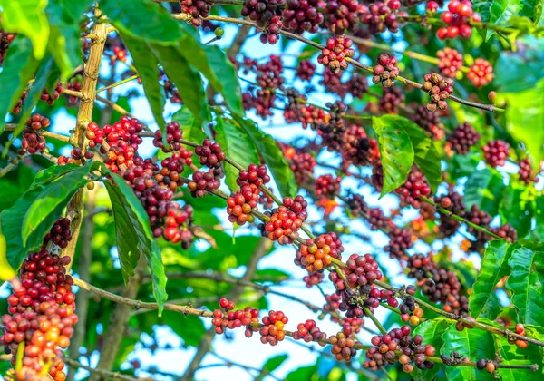 コーヒーの木の枝に熟した種がたくさん収穫で これは リラックスした魂飲み物だけを使用する場合 — ストック写真