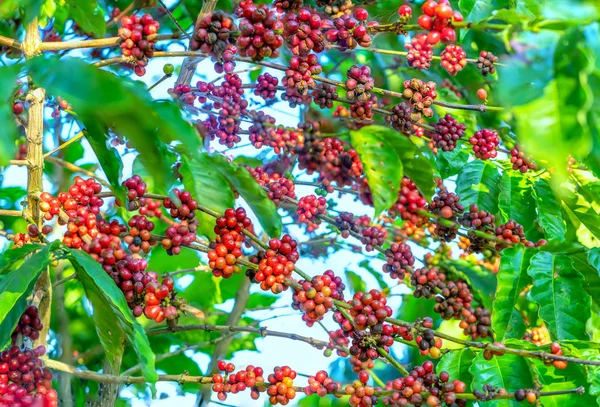コーヒーの木の枝に熟した種がたくさん収穫で これは リラックスした魂飲み物だけを使用する場合 — ストック写真