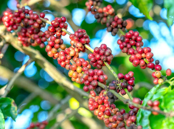 コーヒーの木の枝に熟した種がたくさん収穫で これは リラックスした魂飲み物だけを使用する場合 — ストック写真
