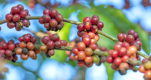 Coffee tree in harvest with lots of ripe seeds on branches. This is a relaxed soul drink if we use just enough