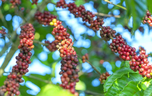 コーヒーの木の枝に熟した種がたくさん収穫で これは リラックスした魂飲み物だけを使用する場合 — ストック写真