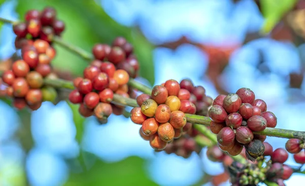 コーヒーの木の枝に熟した種がたくさん収穫で これは リラックスした魂飲み物だけを使用する場合 — ストック写真