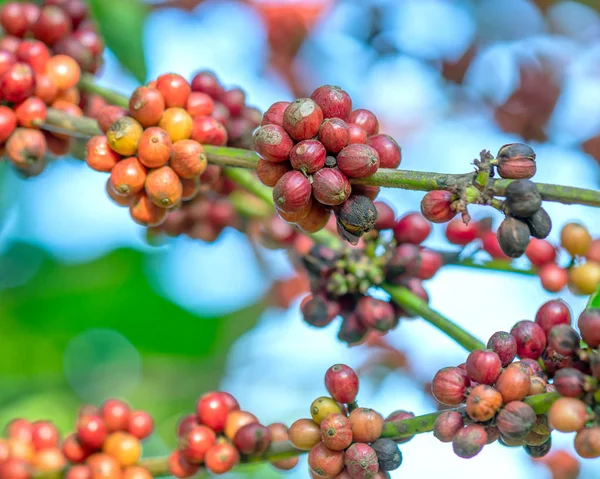 Coffee tree in harvest with lots of ripe seeds on branches. This is a relaxed soul drink if we use just enough