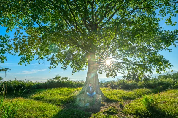Eski Bodhi Ağacı Kışın Yapraklarını Değiştirirken Güneş Ağaçtan Süzülüp Vietnam — Stok fotoğraf