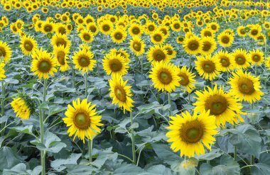 Organik çiftlikleri parlayan güneş gibi çiçek açan çiçekler ile ayçiçeği alanlarının yakın çekim